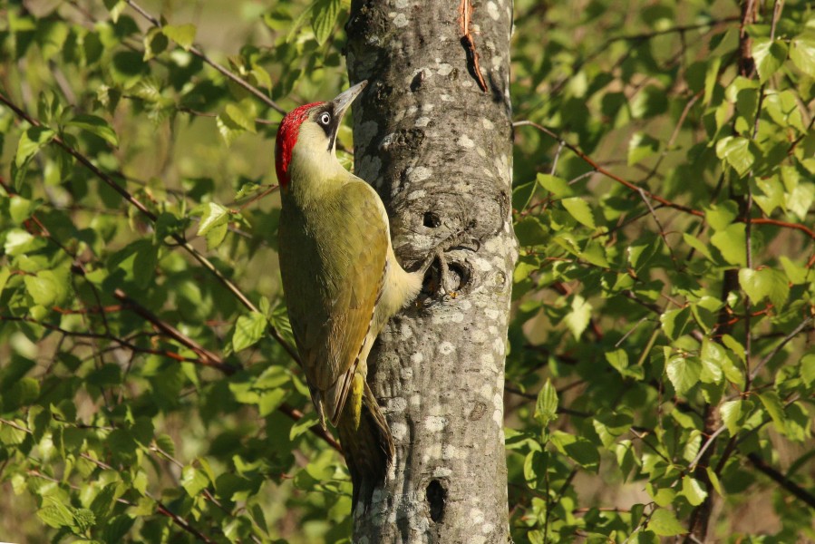 European green woodpecker (Picus viridis) female
