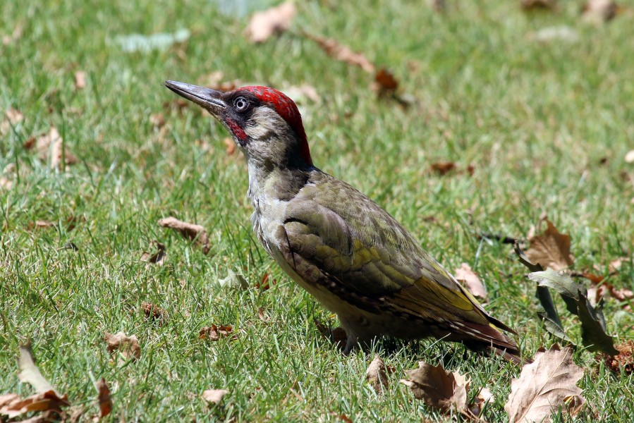 European green woodpecker (Picus viridis) male