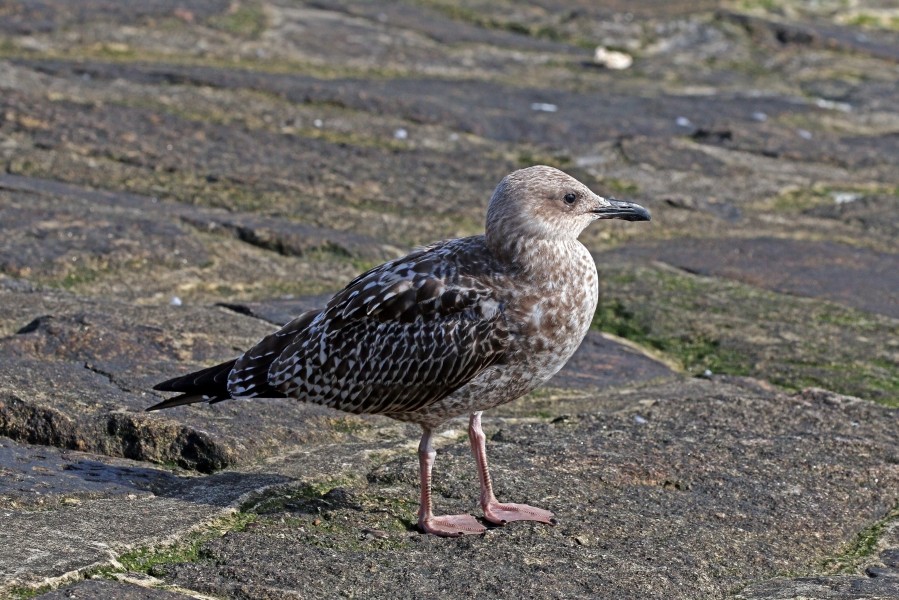 European herring gull (Larus argentatus) second winter