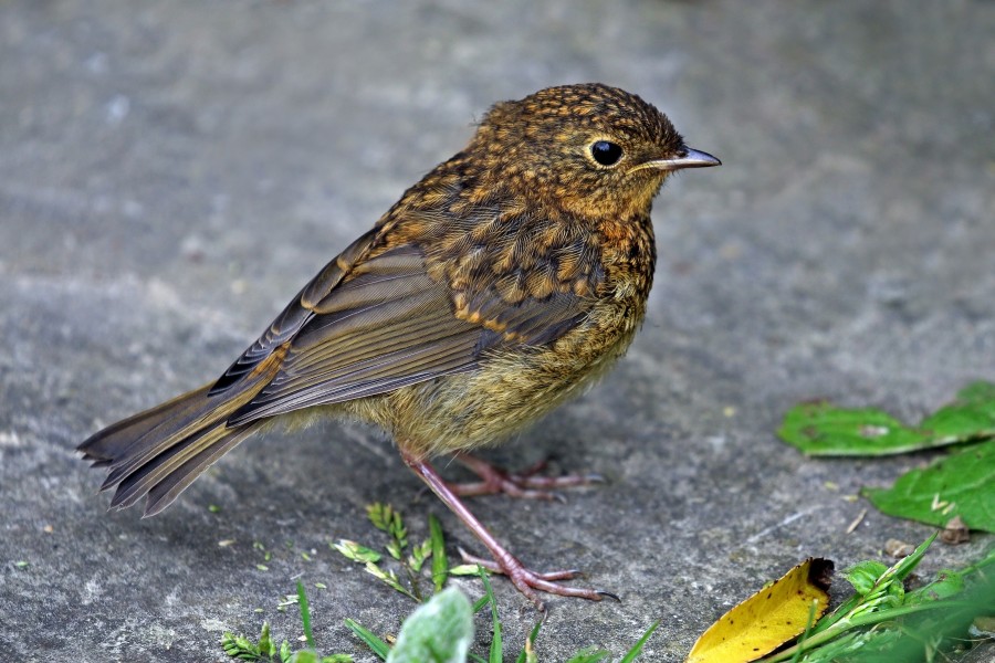 European robin (Erithacus rubecula) juvenile