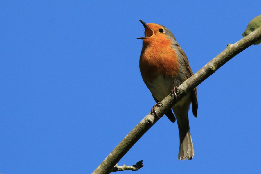 European Robin (erithacus rubecula) singing