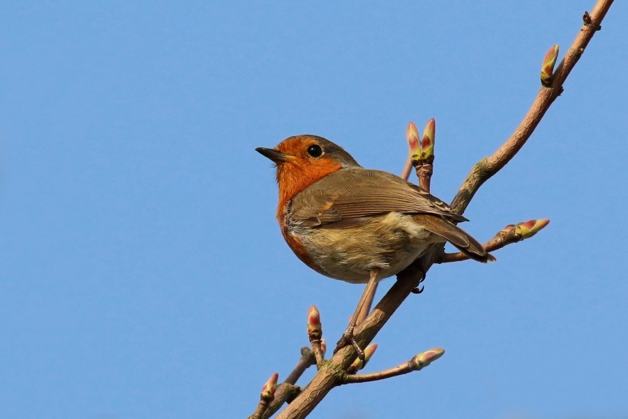 European robin (Erithacus rubecula) singing 1