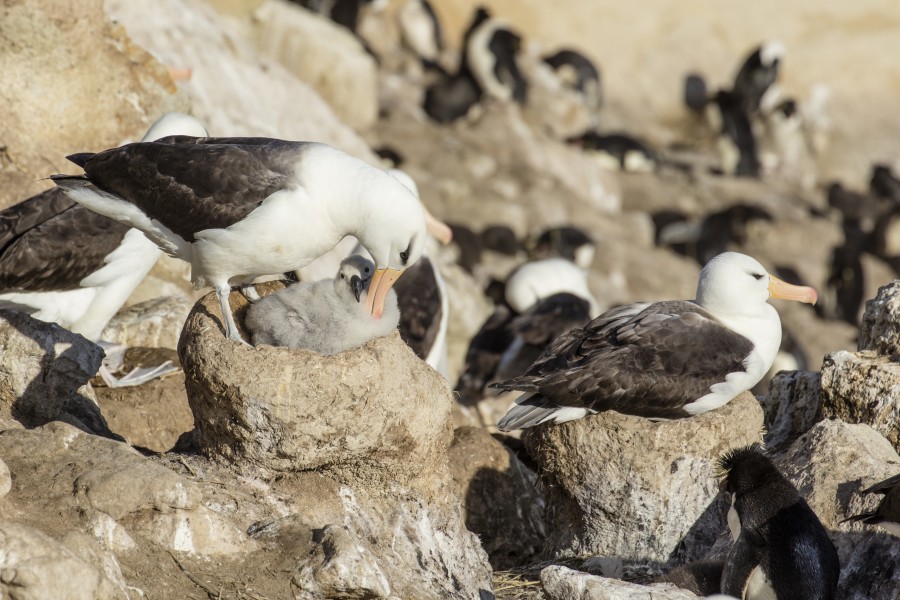 FAL-2016-New Island, Falkland Islands-Black-browed albatross (Thalassarche melanophrys) 01