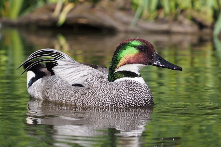 Falcated duck 1