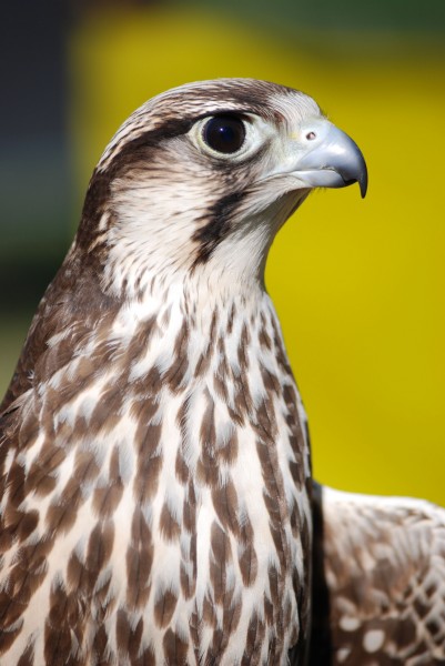 Falco biarmicus 001