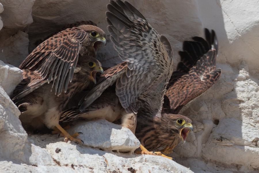 Falco naumanni Negev 4I5A8820-2