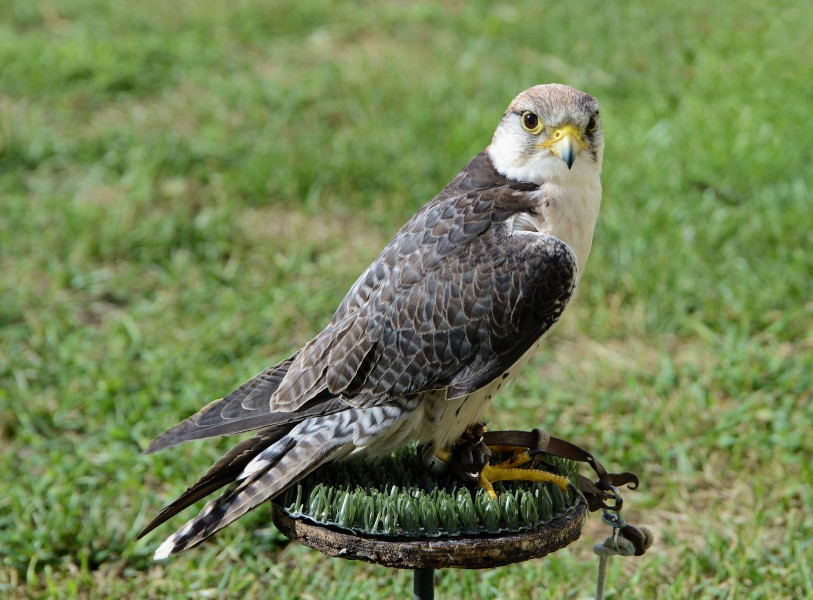 Falcon September 2014-5a