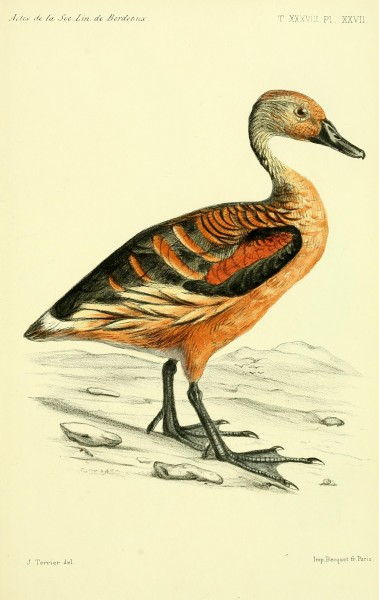 Faune de la Sénégambie (Planche XXVII) BHL34755853