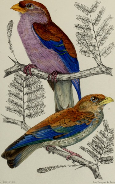 Faune de la Sénégambie, vertébrés (1883) (14770054641)