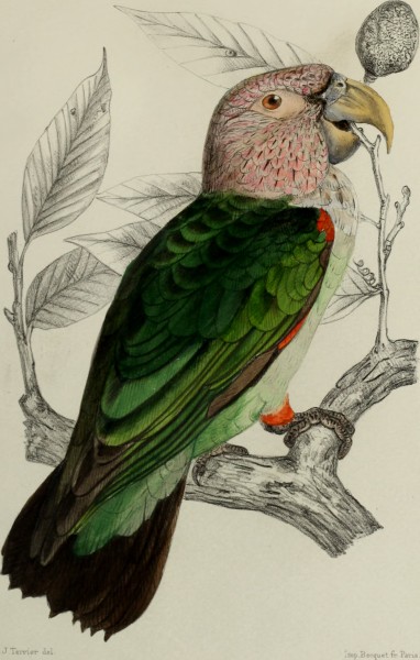 Faune de la Sénégambie, vertébrés (1883) (14770863674)