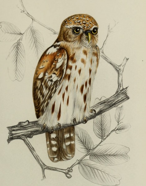 Faune de la Sénégambie, vertébrés (1883) (14773220835)