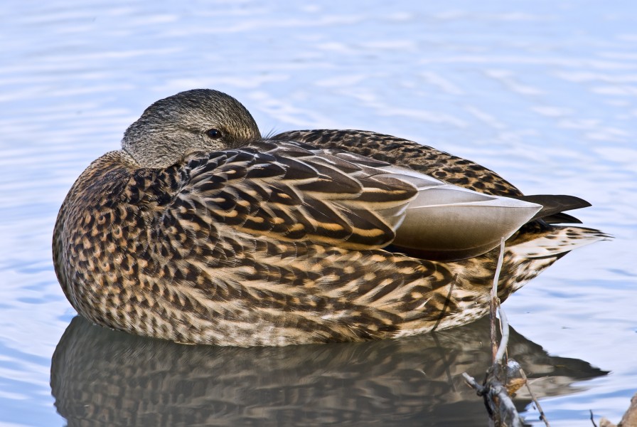 Female Mallard Duck Rest