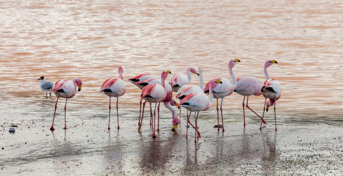 Flamencos andinos (Phoenicoparrus andinus), Laguna Colorada, Bolivia, 2016-02-02, DD 105
