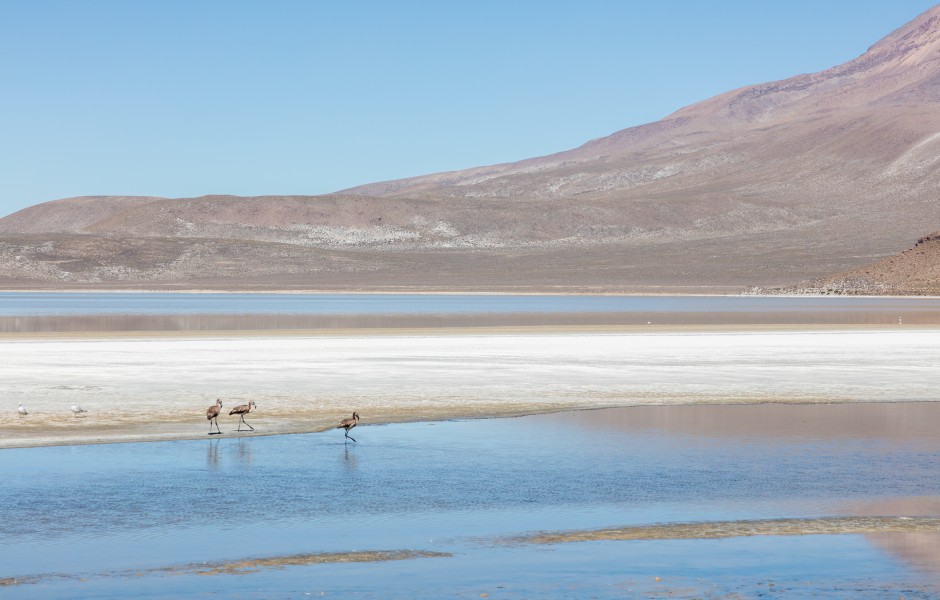 Flamencos de James (Phoenicoparrus jamesi), Laguna de Salinas, Arequipa, Perú, 2015-08-02, DD 20