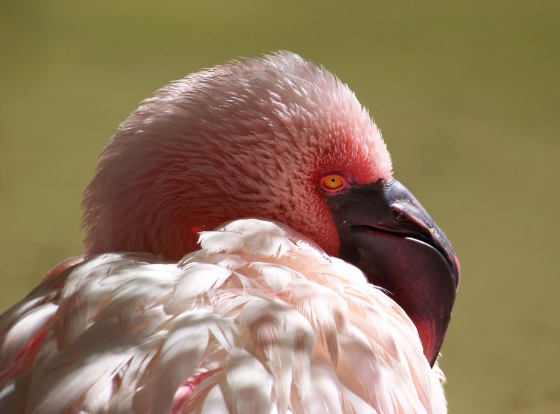 FlamingoSD