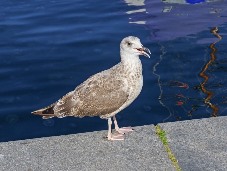 Flensburg 2015-08 img14 Herring gull at the bay