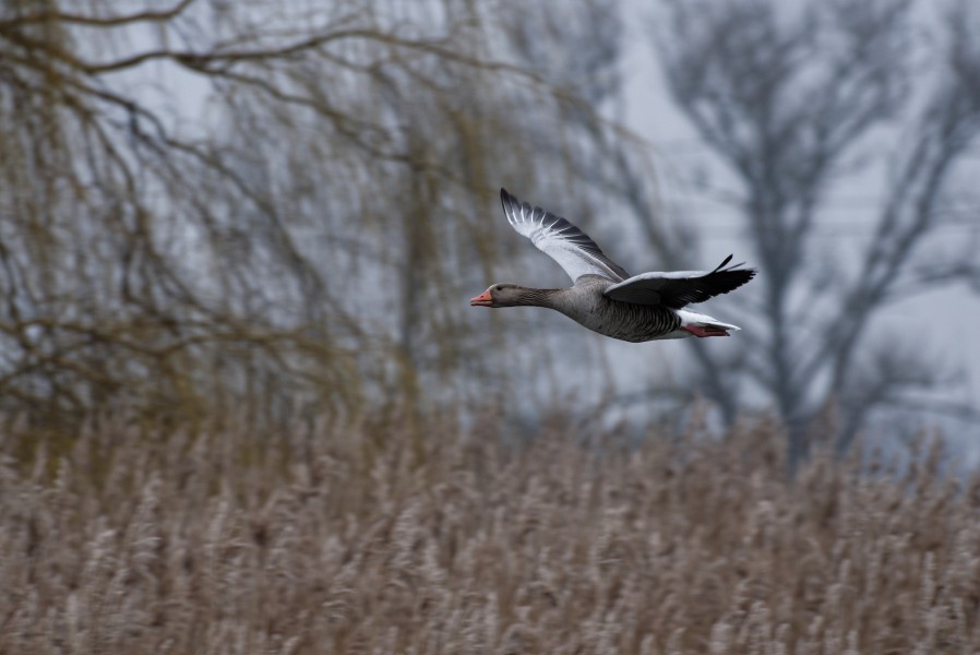 Fliegende Graugans im Naturschutzgebiet Ahsewiesen im Kreis Soest 01