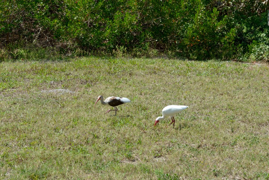 Florida Ibis 2 Durante Community Park Longboat Key