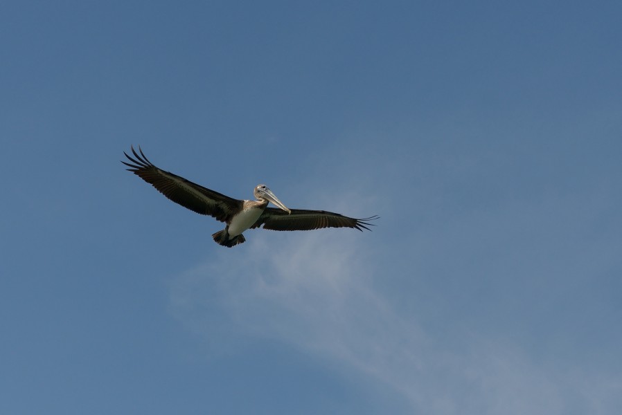 Florida Pelican fliing on Bradenton Beach