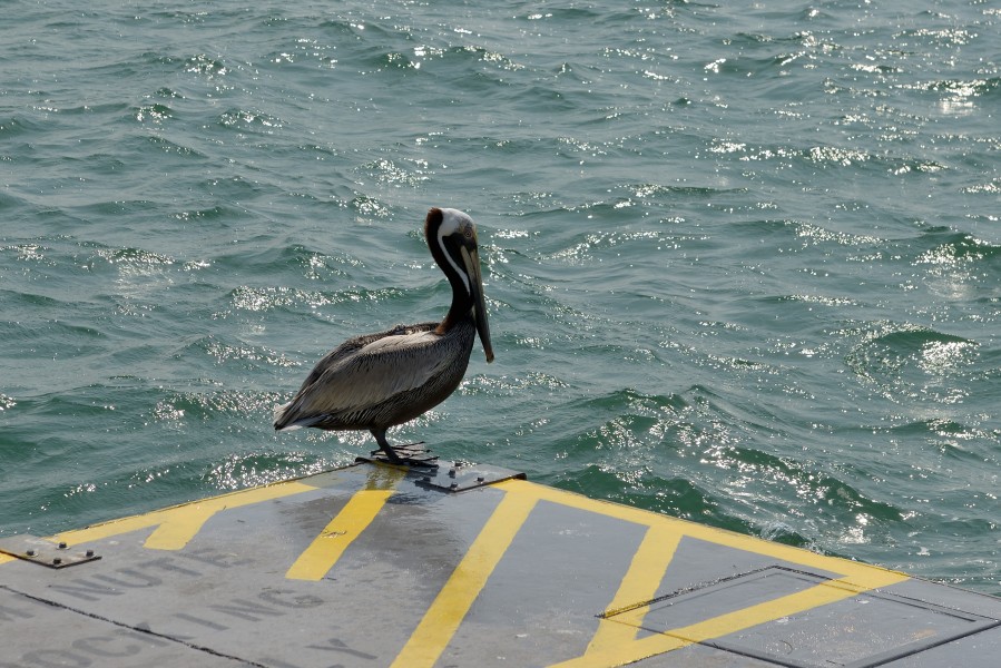 Florida Pelican on dock on Bradenton Beach