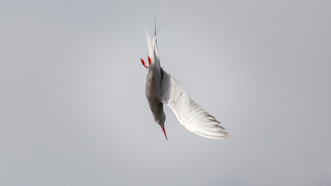 Fluss-Seeschwalbe im Vogelschutzgebiet Federseeried (DE-7923-401)-Jagdflug02