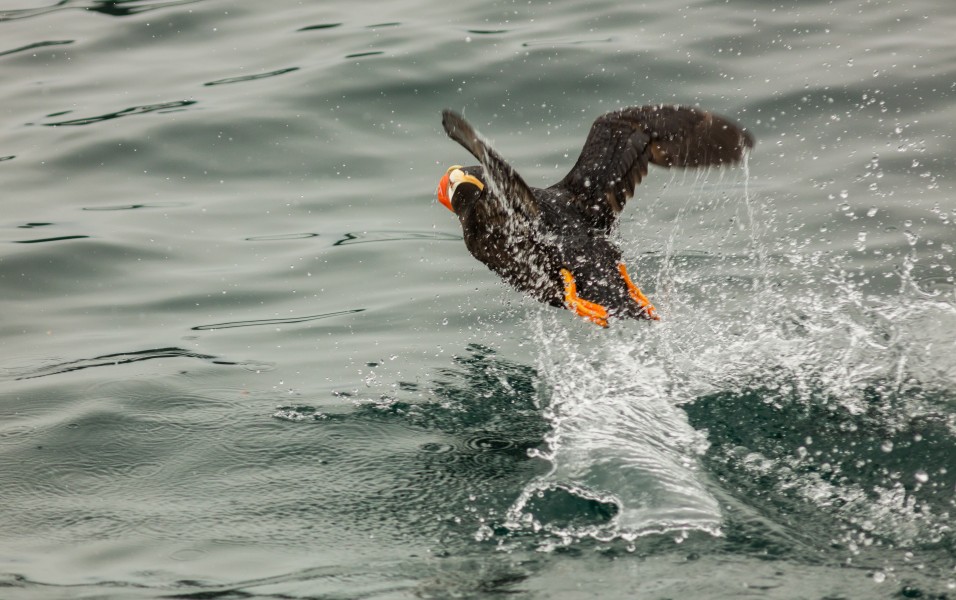 Frailecillo coletudo​ (Fratercula cirrhata), Bahía de la Resurección, Seward, Alaska, Estados Unidos, 2017-08-21, DD 37