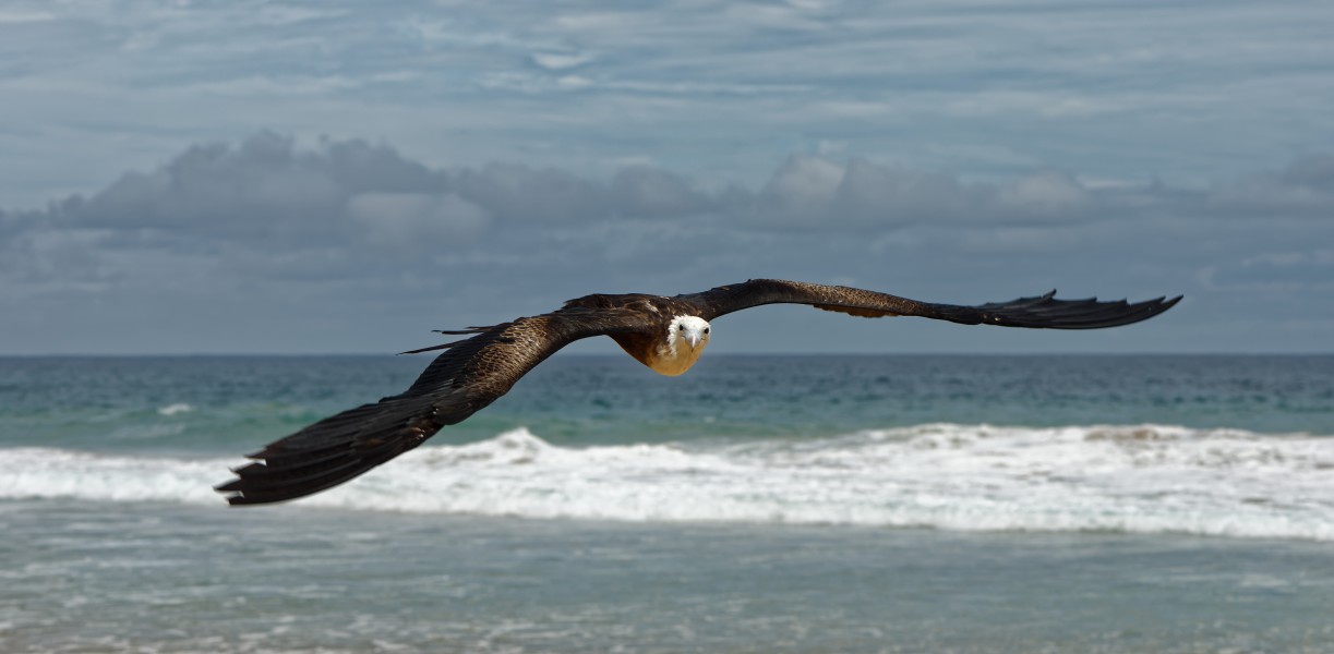 Fregattfågel Fernando de Noronha