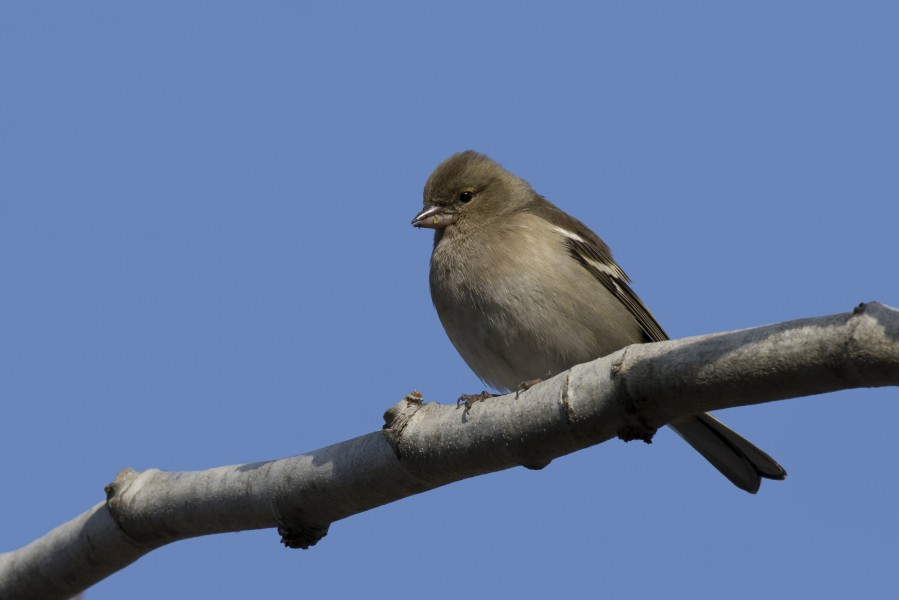 Fringilla coelebs syriaca - Syrian Chaffinch (female), Adana 2016-12-25 01-1