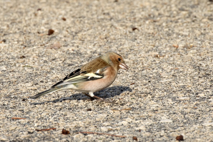 Fringilla coelebs syriaca - Syrian Chaffinch (male), Adana 2016-12-25 01-2