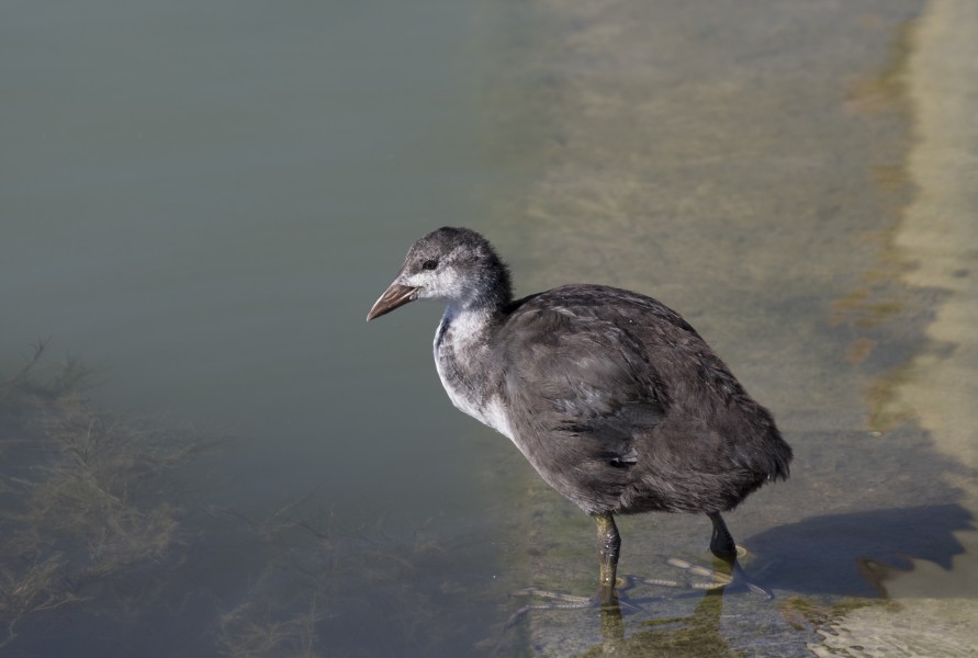 Fulica atra - Common coot 23