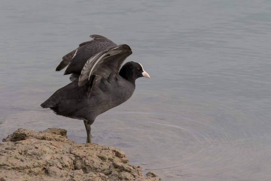 Fulica atra - Common coot, Adana 2016-11-12 01-1
