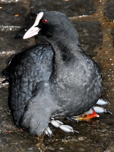 Fulica atra (Küken) - Utoquai 2011-06-27 21-10-42