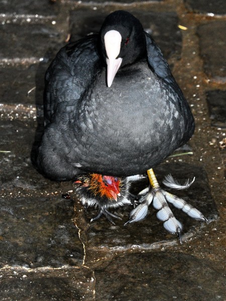 Fulica atra (Küken) - Utoquai 2011-06-27 21-13-44