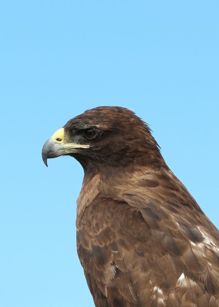 Galápagos hawk 01