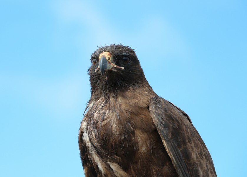 Galápagos hawk 02