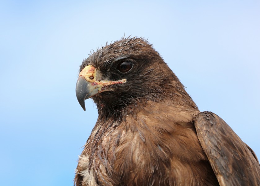 Galápagos hawk 03
