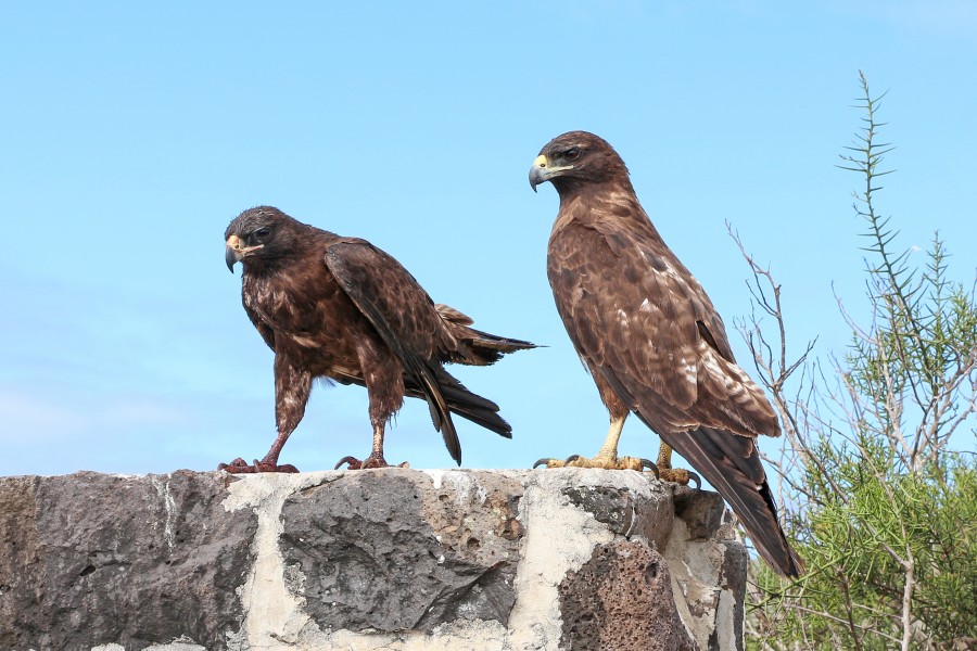 Galápagos hawks 01