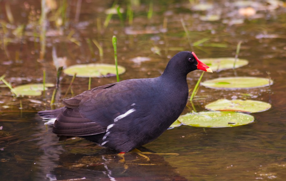 Gallinula galeata in Botanical Garden of São Paulo