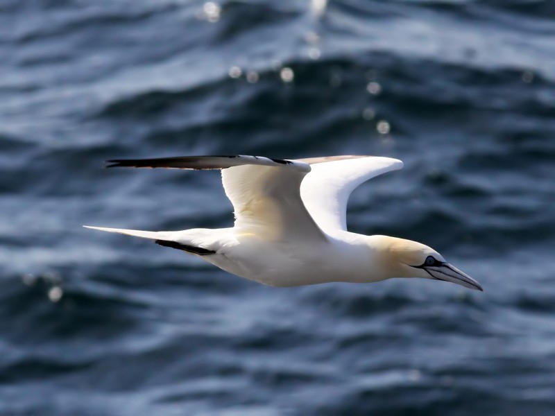 Gannet (Morus bassanus) (11)