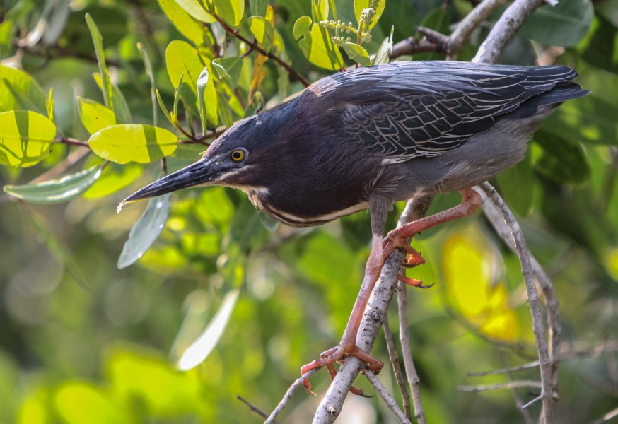 Garceta verde - Butorides virescens - Green heron