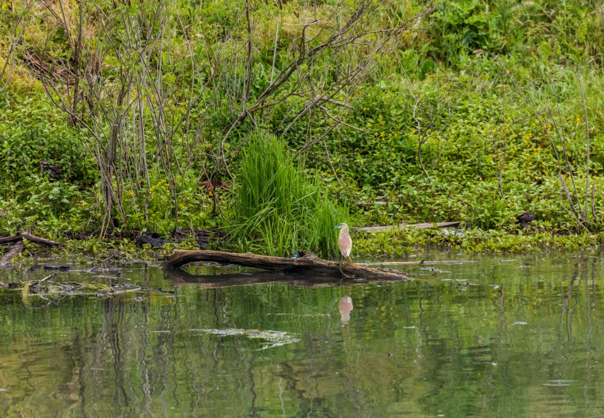 Garcilla cangrejera (Ardeola ralloides), Delta del Danubio, Rumanía, 2016-05-28, DD 29