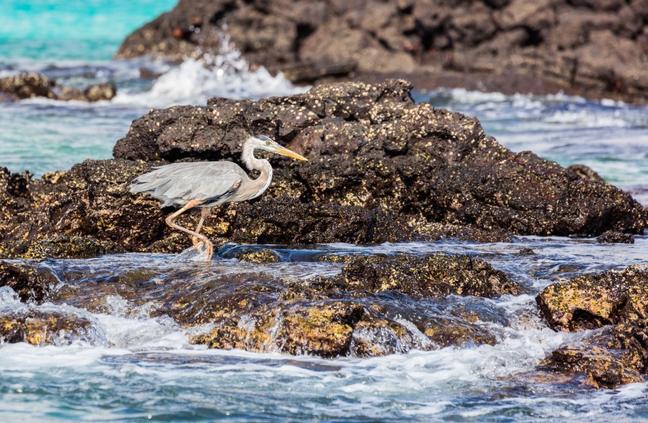 Garza azulada (Ardea herodias), Las Bachas, isla Baltra, islas Galápagos, Ecuador, 2015-07-23, DD 11