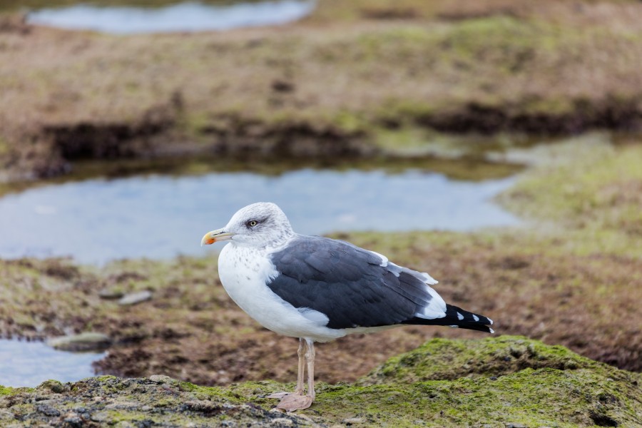 Gaviota patiamarilla (Larus michahellis), Cádiz, España, 2015-12-08, DD 50