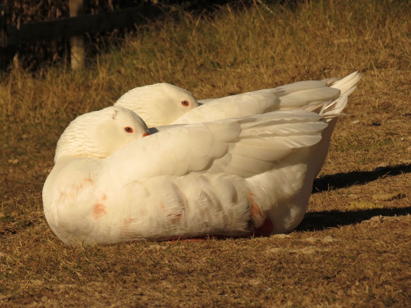 Geese (16344184302)