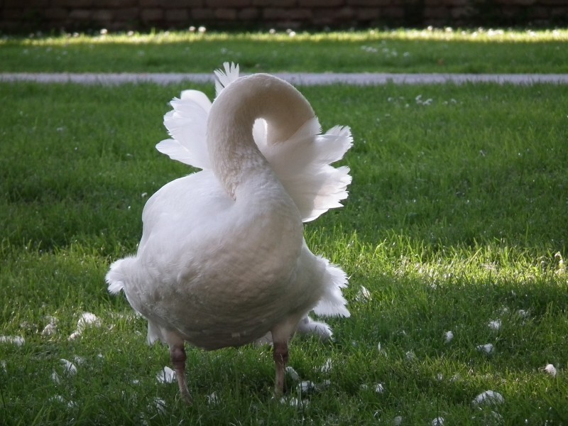 Gefiederpflegender Höckerschwan