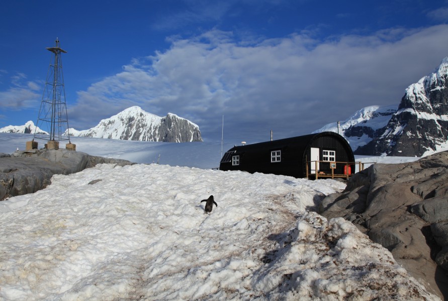 Gentoo Penguin climbing a snow-covered hill (6066198598)