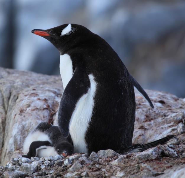 Gentoo Penguin with chick at Jougla Point, Antarctica (6063679154)