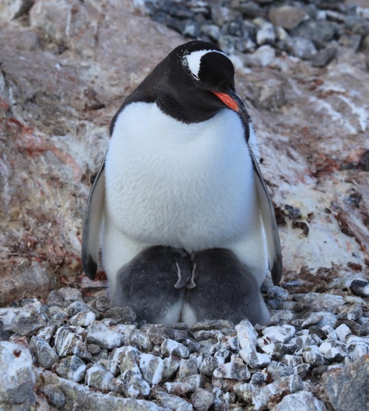 Gentoo Penguin with chicks at Jougla Point, Antarctica (6063136369)