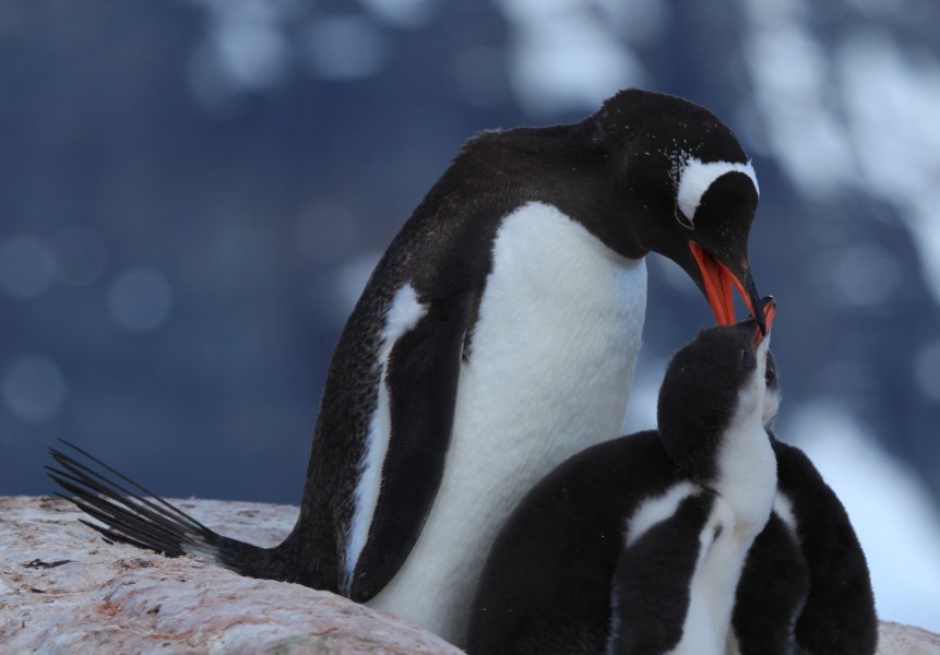 Gentoo Penguins with chicks at Jougla Point, Antarctica (6063657454)