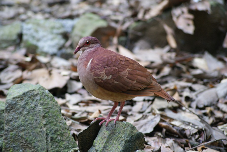 Geotrygon montana Parc des Mamelles Guadeloupe 2010-04-04
